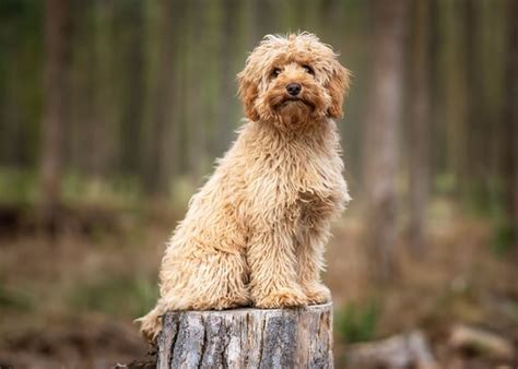 cavapoo breed guide temperament training health issues