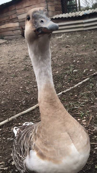 Лейлашка пришла погладиться🤍 #гуси #гуси_линда #гусь #goose #funny # ...