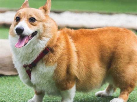 cho corgi fluffy corgi long dai va long ngan nen nuoi loai nao