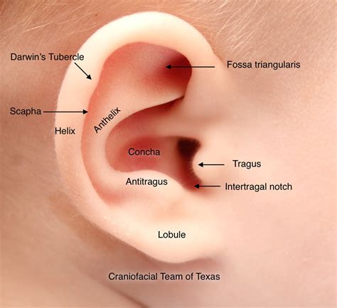 Anatomy Of Outer Ear Anatomy Drawing Diagram Images