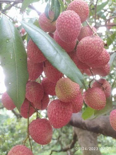 grade fresh lichi packaging size  kg  rs kg  tanda id