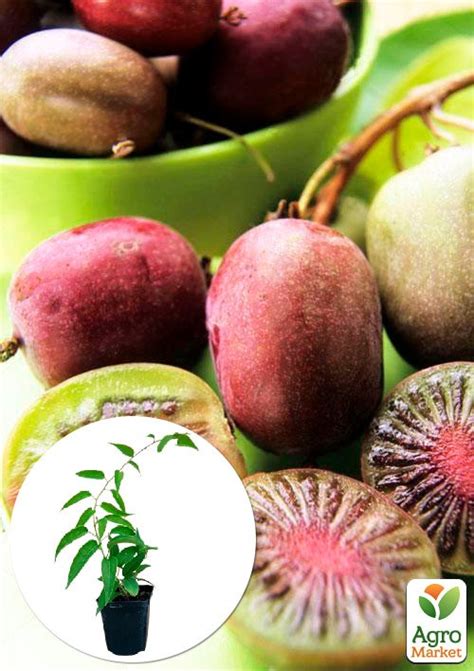 Актинидия "Пурпурная": купить в Одессе, Киеве и Украине - Agro-Market