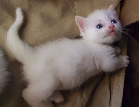 White munchkin kitten im getting one at the end of the month so flipped ...