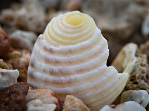 spotting  small  christopher harper