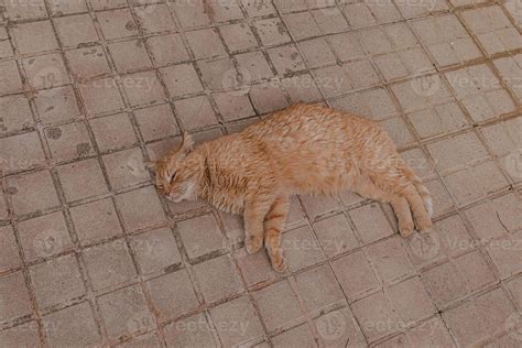 dead cat stock  images  backgrounds