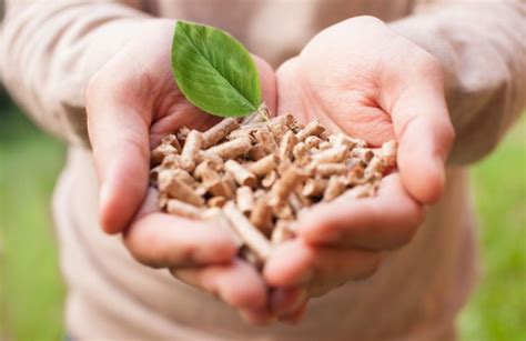 pembangkit listrik tenaga biomassa pengertian sumber energi