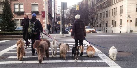 Wag App - Wag Dog Walking App