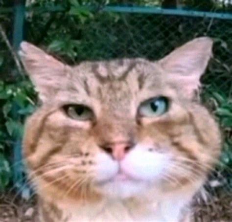 кот носок | Cats, Animals
