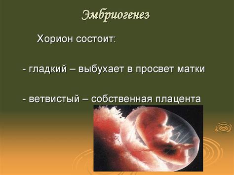 Оплодотворение. Эмбриогенез - презентация онлайн