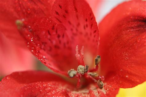 Rote Blume im Makro Kostenloses Stock Bild - Public Domain Pictures