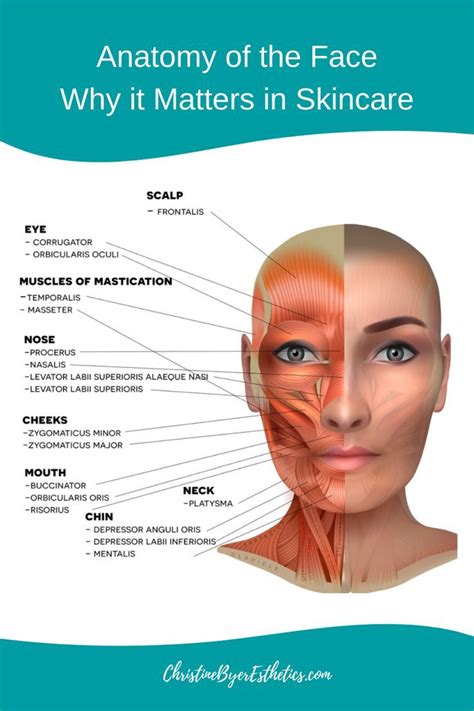 Skincare Tips Face Muscles Anatomy, Skin Anatomy, Muscles Of The Face ...