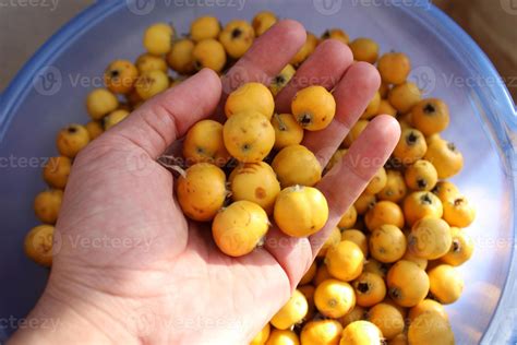 Crataegus orientalis, known as oriental hawthorn, is a species of