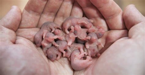 hamster