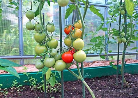 Проведение процедуры подкормки помидоров в теплице | Tomato plant care ...