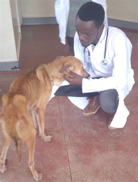 Worm infestation in dogs. Helminthiasis ( worms) in dogs explained.