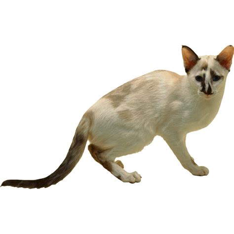 Premium Photo | Cat Images
