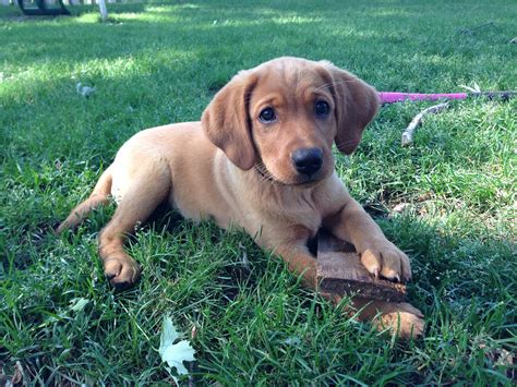 Owning a fox red lab brings some unexpected training challenges daily 3