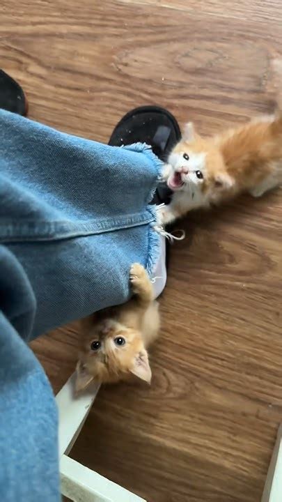 Они такие чумазые, потому что кушают как свинки 🥹🐈#shorts #котята #кот ...