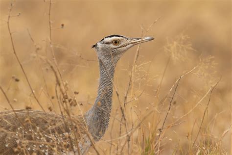 Arabian Bustard (Ardeotis arabs) * Discovering Birds