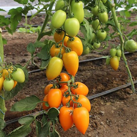 Замовити Томат KS 1430 F1, Kitano Seeds з доставкою по Україні ...