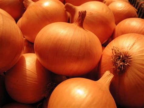Цибуля з Польщі калібр 4-8 см 150 тон in 2023 | Vegetables, Onion, Food