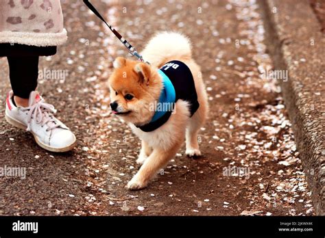 A brown pomeranian dog on a leash walking in a park Stock Photo - Alamy