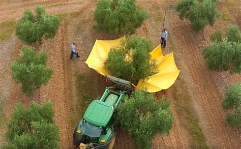 harvest olives  extra virgin olive oil  rocky safari