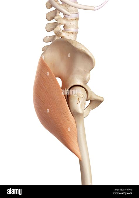 Gluteus maximus muscle hi-res stock photography and images - Alamy