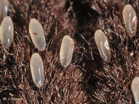Human Lice Eggs