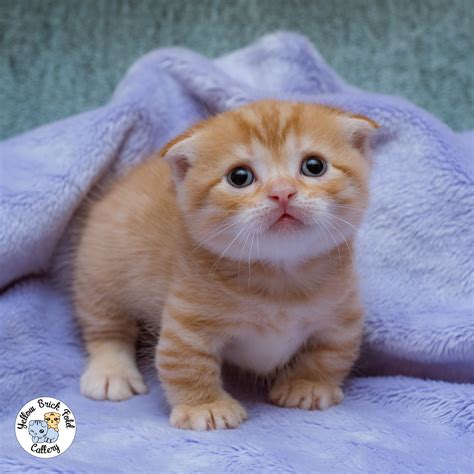 Scottish Fold Munchkin