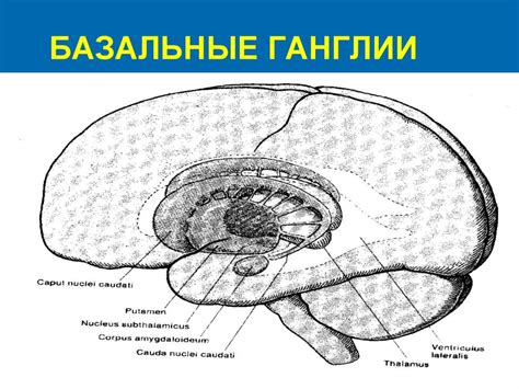 Экстрапирамидная система и симптомы ее поражения. (Лекции 3 ...