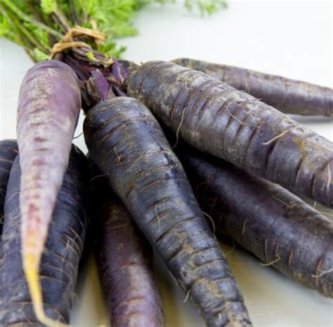 Organic Black Carrot Pigment Powder - Xi'an PuroNature Biotechnology Co ...