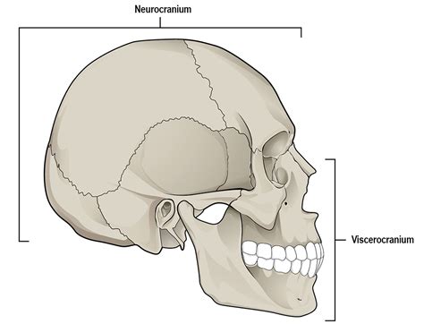 17.3: Human Skeletal System - Social Sci LibreTexts