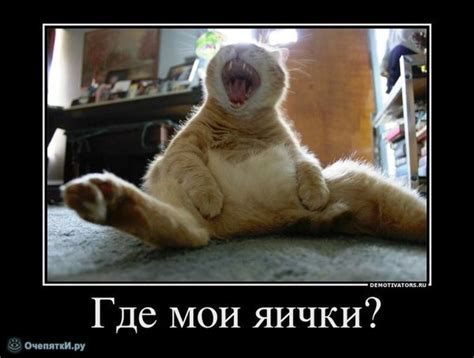 Ответы Mail: сколько примерно стоит кастрировать кота?