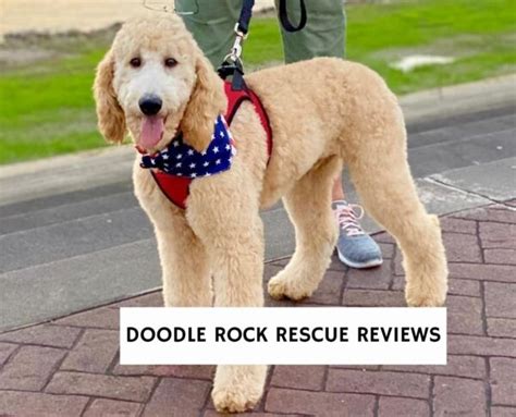 Doodle Rock Rescue Reviews!