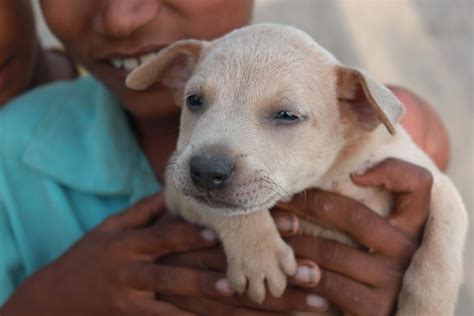 Free picture: boy, puppy, dog, animal, terrier dog, pet