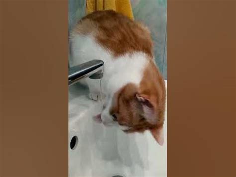 Котик пьёт воду из под крана - YouTube