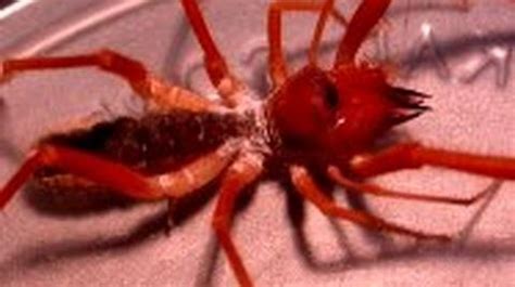 autapomorphy dragonflyissuesinevolution wiki fandom