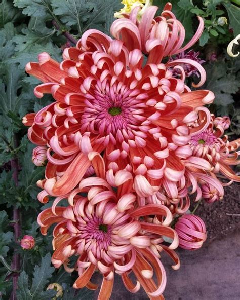 Лента inmigrante | Chrysanthemum flower, Chrysanthemum, Chrysanthemum ...