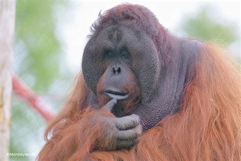 Monkey World - Days Out In Dorset | West Dorset Leisure Holidays