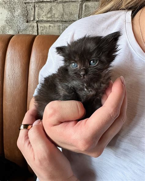 Nikki (@myfosterkittens) • Instagram photos and videos