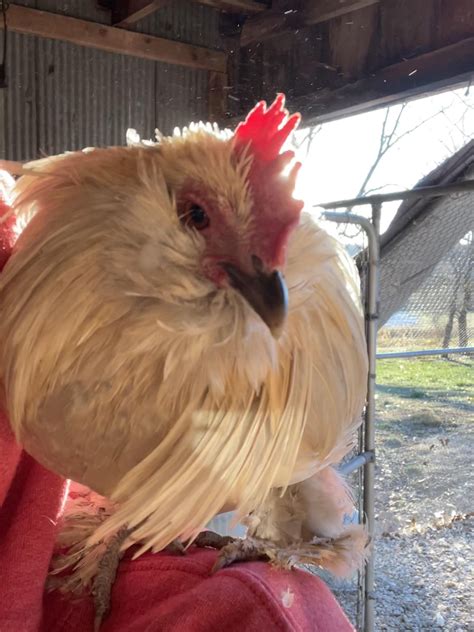 Everybody gangster till your precious little son jumps onto your