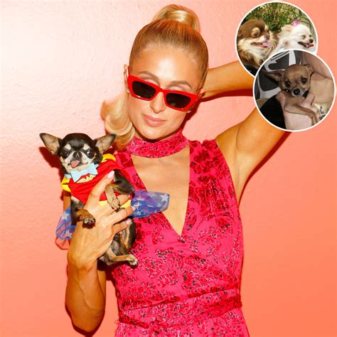 How Many Dogs Does Paris Hilton Have? Meet Her Pups | Life & Style