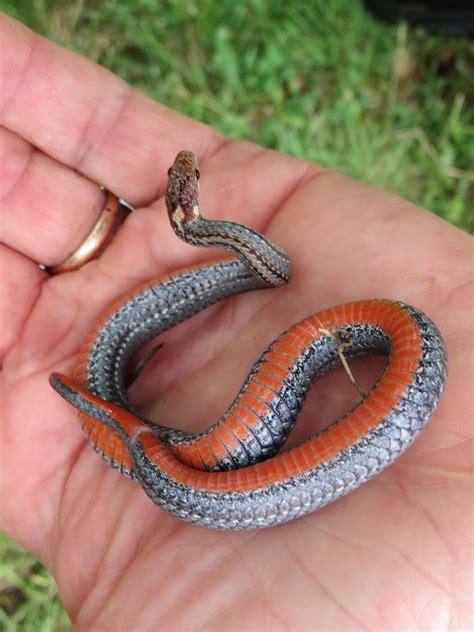 My Maine This Week: Red-bellied Snake by Bob Fritsch