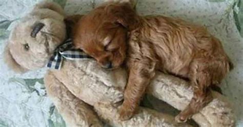 24 Funny Adorable Sleeping Dogs Pictures, Photos, and Images for ...