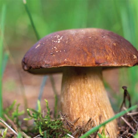 Importance and Medicinal Values of Mushroom