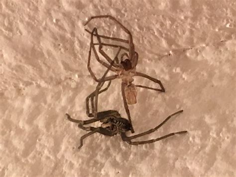 It never occurred to me that smaller spiders would also shed their skin