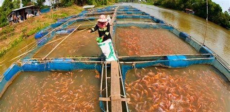 IGCSE Biology 2017: 5.9B: Understand the Methods used to Farm Large Numbers of Fish to Provide a ...