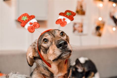 Новогодняя Герда | Dogs, Animals