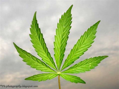 Marijuana Leaf | Nature, Cultural, and Travel Photography Blog